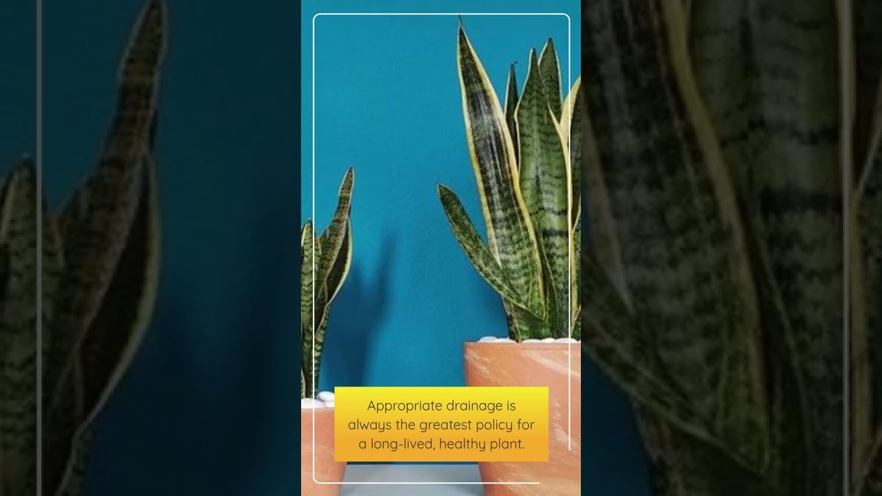 HOUSEPLANT MYTH 2 Shorts