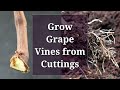 Grow Grape Vines from Cuttings: Hardwood Propagation