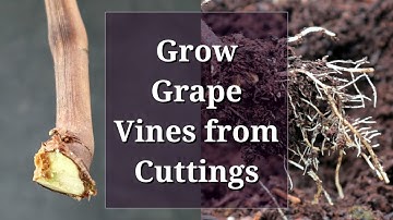 Grow Grape Vines from Cuttings: Hardwood Propagation