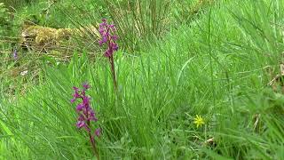 Little Beauties... Early Purple Orchids