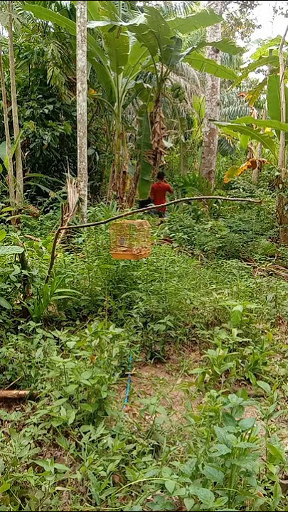 mikat tledekan gunung disambar lansung
