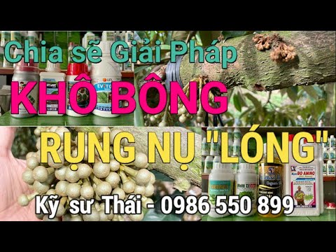Video Sầu riêng KHÔ BÔNG - RỤNG NỤ 