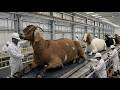 Inside the Goat-Pattern Leather Factory | Full Process from Raw Material Luxury Premium Shoes |FULL