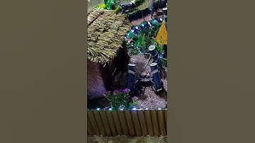 Tiểu Cảnh Đẹp #shorts #short #subscribe #shortsvideo #shortsfeed #song #status #bonsai #bgmi #art