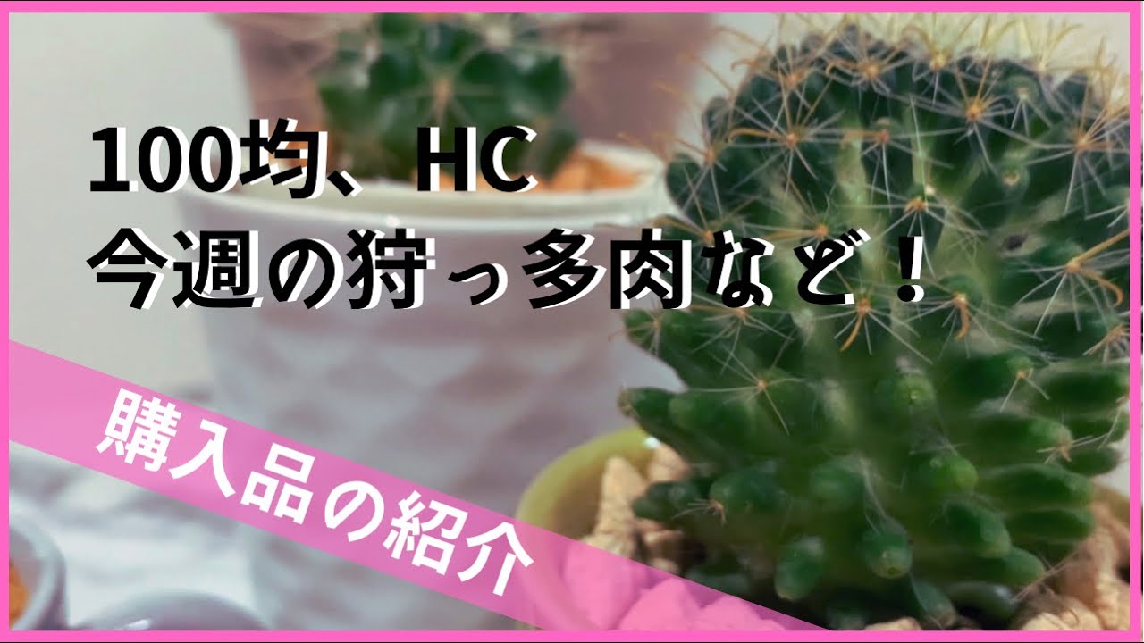 今週の購入品 ダイソー購入４種とホームセンター購入４種の植物を紹介 Youtube