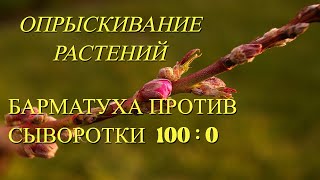 🔥Эффективность внекорневых подкормок БАРМАТУХОЙ/Опрыскивание сывороткой - вчерашний день №348