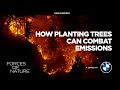 Emissions Reduction with FlashForest | Paid Content with BMW