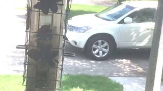 Chipmunk stuck in the bird feeder!!!