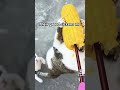 Their Greed Sickens Me Shorts Cat Memes Danplaysitall Their Greed Sickens Me Shorts Cat Memes Danplaysitall