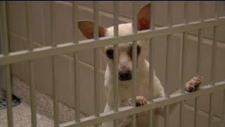 Pueblo animal shelter reopens Wednesday