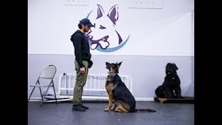 Building drive and focus for dogs using clear communication