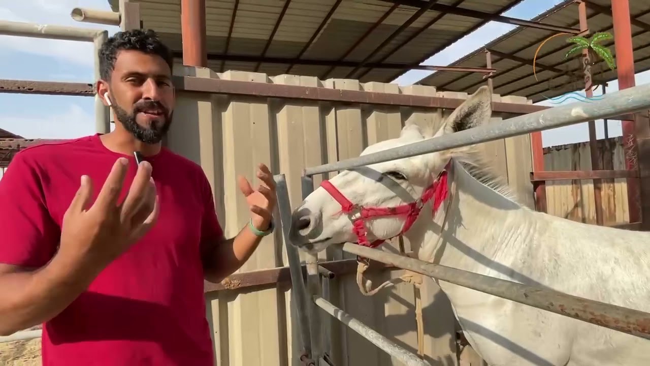 مزرعة جمعان المزرعة الريفية في جزيرة تاروت