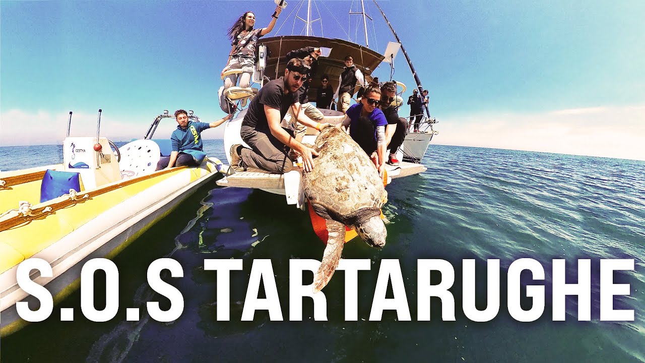Oltre il guscio: un viaggio per SALVARE 3 tartarughe