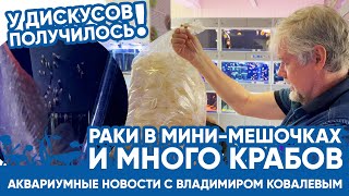 🦞 Аквариумные Новости С Владимиром Ковалевым (09.06.2023). Раки В Мини-Мешочках, Много Крабов.