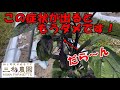 ナスの先端部分の枝が『だら～ん』とたれてしまう症状が出ると、その枝はもう使うことが出来ません。切断するしか無いです。この症状を引き起こしたのはアノ害虫だった！！（2024.5.31）