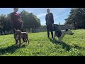 Sahara & Goatee leash test