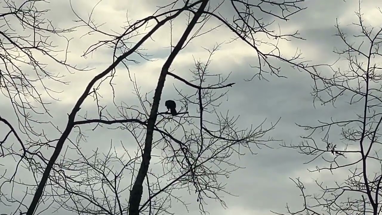 Raven Visit Ending and are birth Cycle of life, this is what 3 🐦‍⬛ ravens represent together 