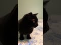 Cute Toomy Whining Some More for Some Reason