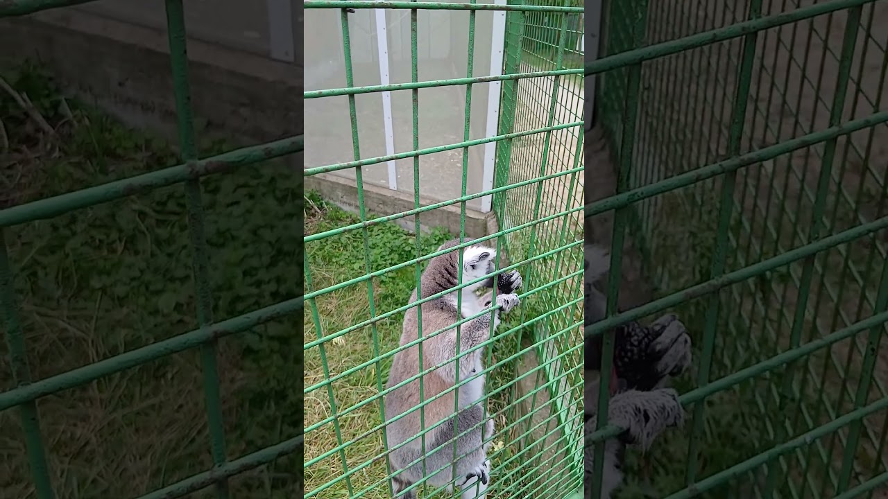 Ring tailed lemur eats blackberry 