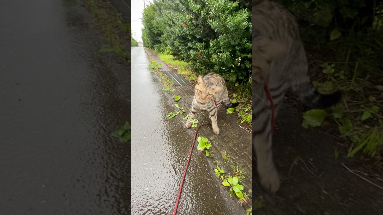 #雨ニモマケズ #散歩猫 飼い主はもう帰りたいよ　#猫 #shorts