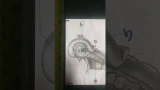 Pancreas And Duodenum Ospe By Dr.easy