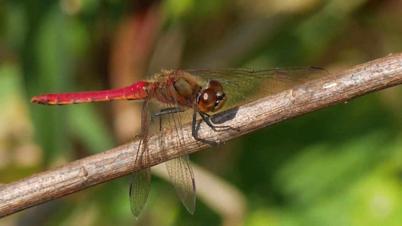 頭をポリポリ掻く赤トンボ Youtube