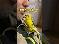 ママ大好きをパパに伝える鳥