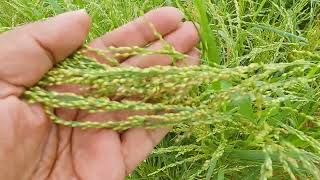 Little millet Saame ಸಾಮೆ video