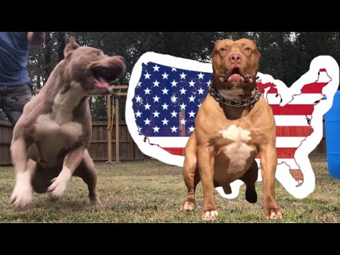 my american bully is aggressive