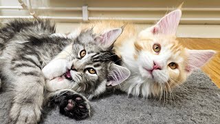 The Great Kitten Battle! by Maine Coon Kittens 13,398 views 2 months ago 5 minutes, 37 seconds