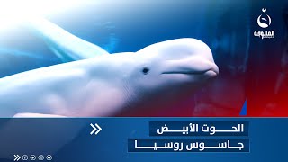 الحوت الأبيض … حيوان مدهش أم جاسوس روسي؟