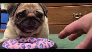 DON'T TOUCH pugs new toy!