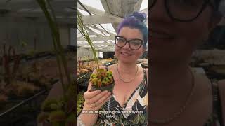 How to Grow Venus Flytraps Indoors
