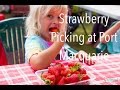 Strawberry Farm of Ricardo at Port Macquarie, Australia