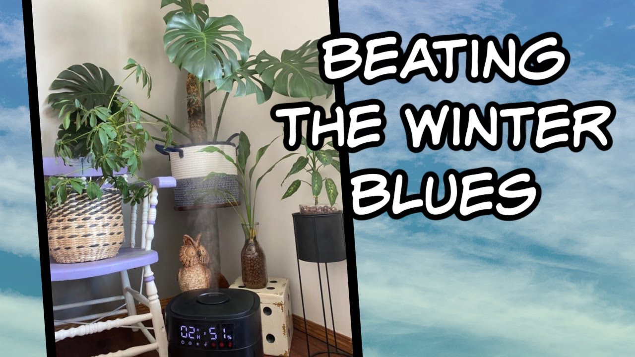 Fight off Those Winter Blues with Indoor Plants  🌻🌵 Review of Yokekon Cool-Warm Mist Humidifier