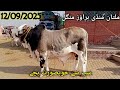 نکرے اورابلک نسل کے بچے ملتان منڈی کے سب سے خوبصورت جانور#bull #mundy #punjabimundapunjabi1122