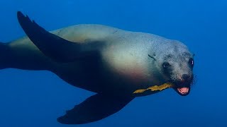 MONTAGUE ISLAND SEALS: The Ultimate SCUBA and SNORKEL Destination