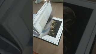 Обзор на мои книги про художников! 2 часть!
