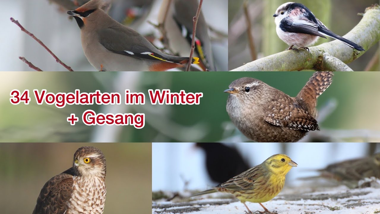 Vögel im Winter + Gesang | Chirping of Birds in the Winter + Song  