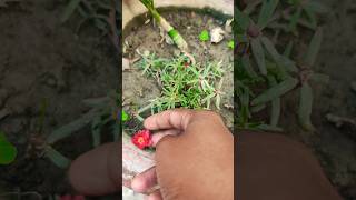 red and white portulaca plant