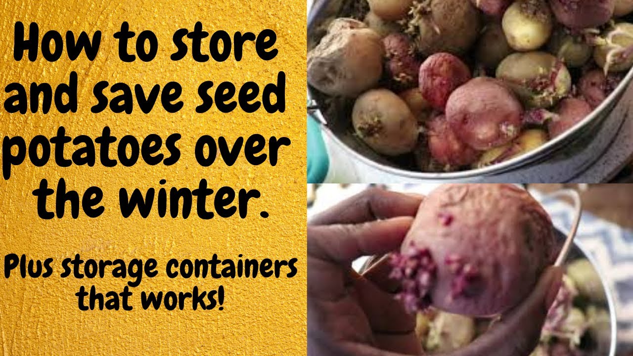 How to plant potatoes from seed Seed potatoes Save and plant your