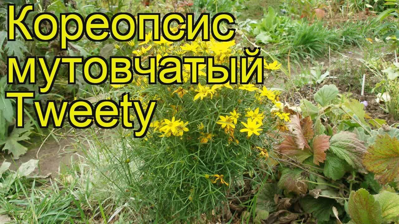 Кореопсис мутовчатый Твити. Краткий обзор, описание характеристик coreopsis verticilata Tweety