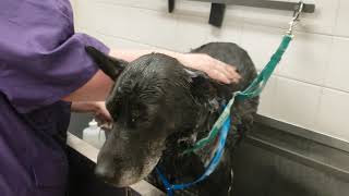 Charlie getting a bath at petco