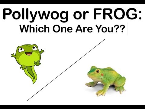 에피소드 21 : Pollywog 또는 FROG : 당신은 누구입니까? pt1