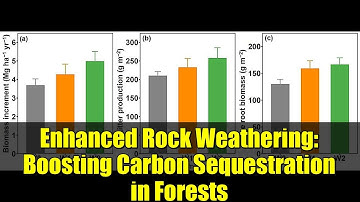Enhanced Rock Weathering: Boosting Carbon Sequestration in Forests