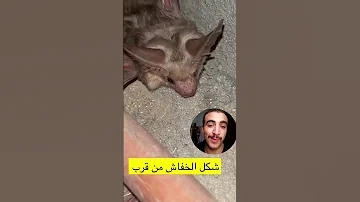 عمرك شوفت الخفاش عن قرب 