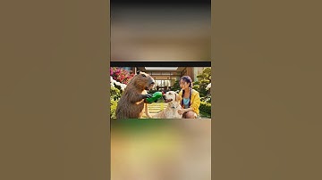 Capybara cùng Chị Rumi giúp bà tắm chó mỹ và cái kết #capybara #rumi