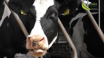 Why buffer feed with Eornagold | Michael Cleary, Nutritionist