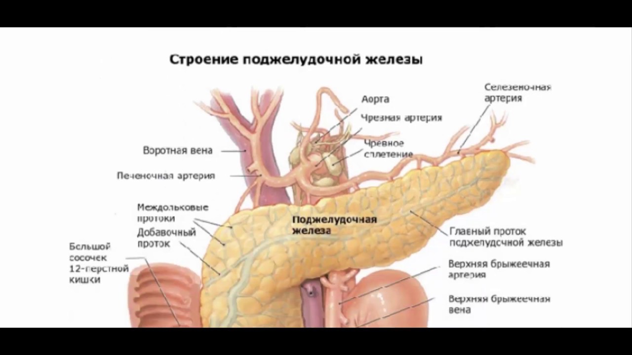 Поджелудочной железы свиньи. Опухоль головки поджелудочной железы синдром. Поджелудочная железа анатомия. Анатомические структуры поджелудочной железы. Чревный ствол и поджелудочная железа.