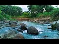 Soothing River Sounds and Birds Chirping for Deep Sleep